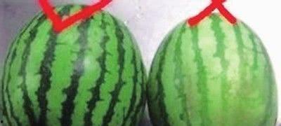 吃瓜群众卢小瓜,揭秘娱乐圈的“吃瓜群众”传奇