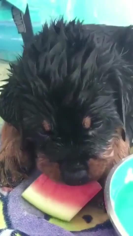 憨厚吃瓜,揭秘娱乐圈背后的甜蜜与苦涩