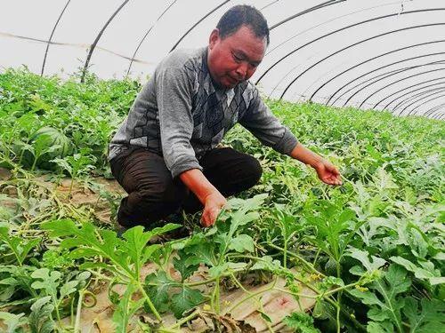 郑州操场吃瓜,揭秘校园生活背后的热点话题