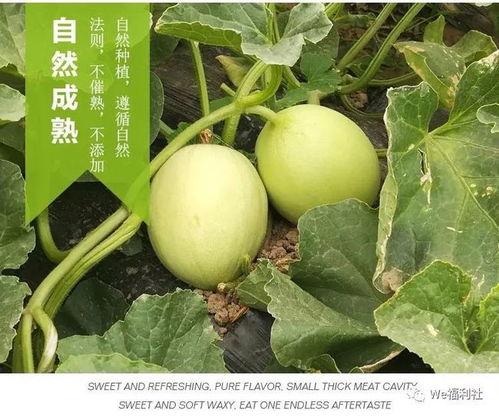 吃货瓜瓜不吃瓜,不尝不罢休