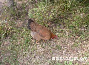 梦到吃瓜里面有虫子,吃瓜遇虫，揭秘潜意识中的恐惧与期待