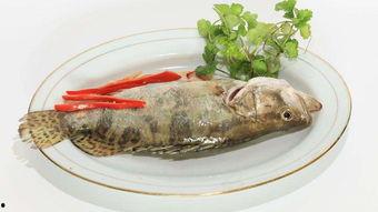 苕瓜能和鳜鱼一起吃吗,健康搭配的饮食新选择