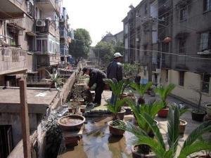 嘉兴硖石街道吃瓜,夏日吃瓜盛宴，品味传统与现代交融的街头风情