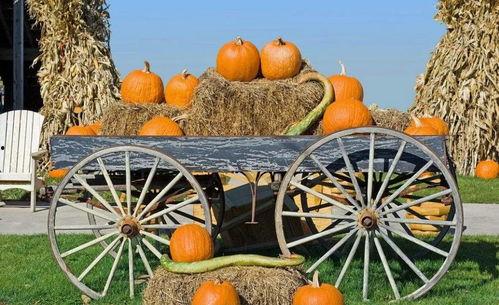 宜州吃瓜,一场别开生面的吃瓜盛宴