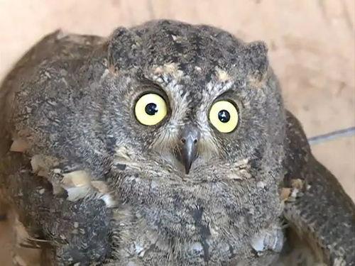 带你吃瓜猫头鹰,带你领略“带你吃瓜猫头鹰”的独特魅力