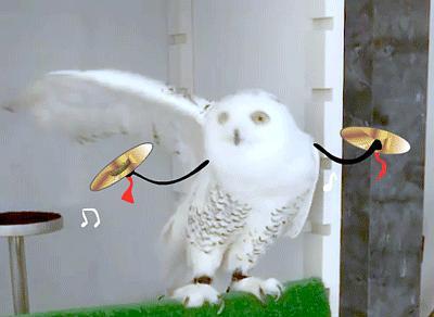 带你吃瓜猫头鹰,带你领略“带你吃瓜猫头鹰”的独特魅力