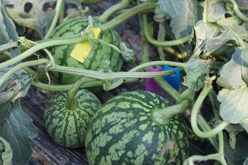 吃瓜什么时间,吃瓜群众的热议时刻