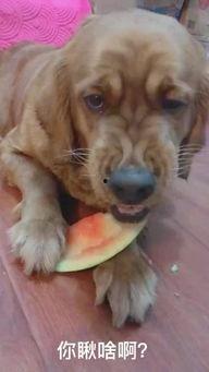 猫萌吃瓜事件,一场网络爆笑事件背后的温情与幽默