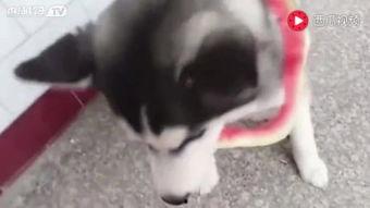 猫萌吃瓜事件,一场网络爆笑事件背后的温情与幽默