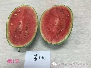 西西吃瓜长了西瓜,西瓜成长记