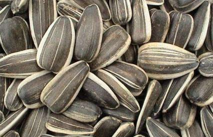 孕期吃酥瓜好吗,孕期适量食用酥瓜有益健康