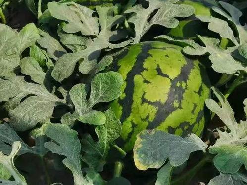 寿光中医院吃瓜,瓜果飘香里的健康守护