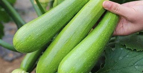 老莴瓜怎么吃,探索莴笋的烹饪艺术