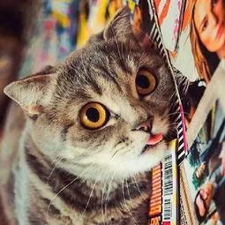 狸花猫群众吃瓜,吃瓜背后的趣味与思考