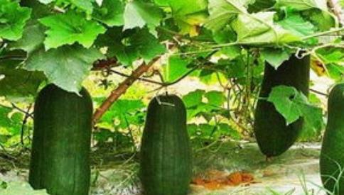 含瓜氨酸吃瓜,吃瓜新体验