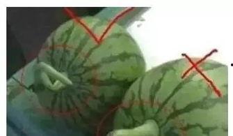 每天吃瓜吃不赢,挑战吃瓜极限，谁与争锋？