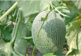 吃哈密瓜有何用