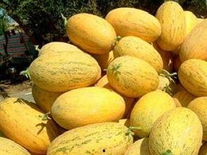 没事吃哈密瓜,没事吃一口，甜蜜满溢