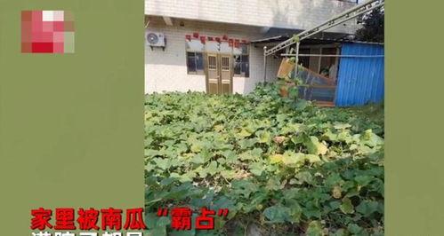 明德院亭子吃瓜,夏日吃瓜避暑，共享清凉时光