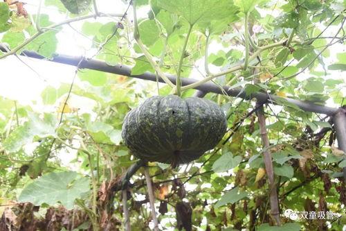 吃瓜模式广告,跟随广告潮流，一起“瓜”出精彩人生