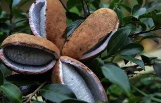 你有多长时间没吃八月瓜,回忆中的甜蜜时光