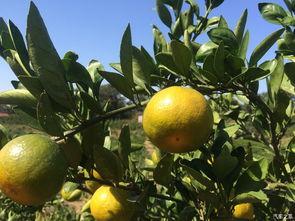 桔子瓜如何吃,从传统到创新的美味之旅