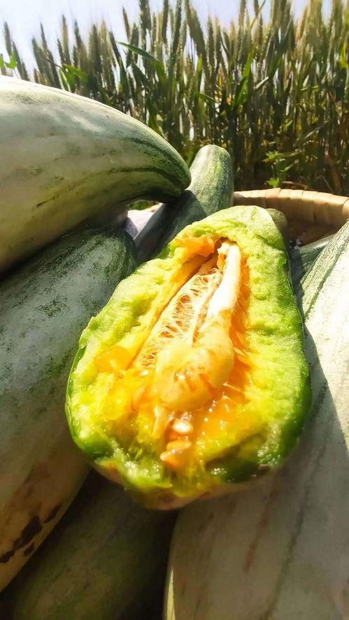 安静最新吃瓜视频