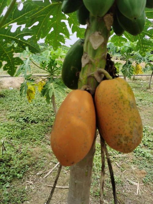 安静最新吃瓜视频