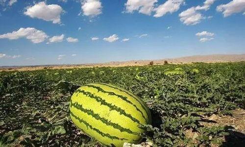 阜宁吃瓜事件,一场网络舆论的风波与反思