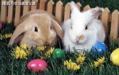 兔子吃网纹瓜吗