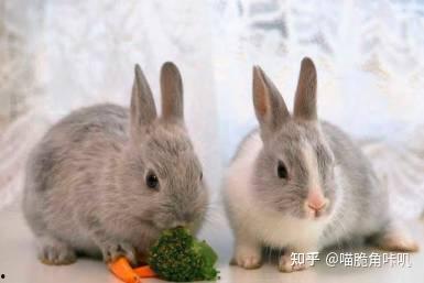 兔子吃网纹瓜吗