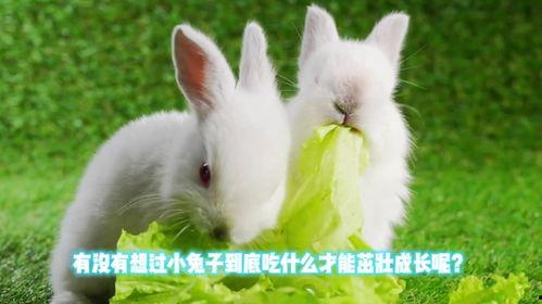 兔子吃网纹瓜吗