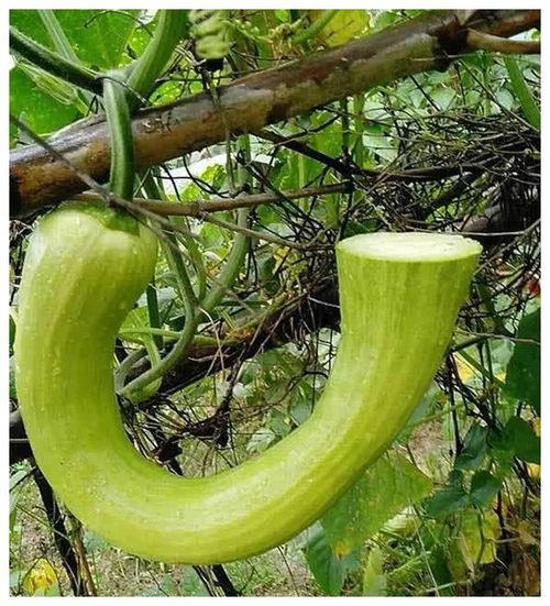 吃瓜不如吃米什么意思,探寻日常生活中的小确幸