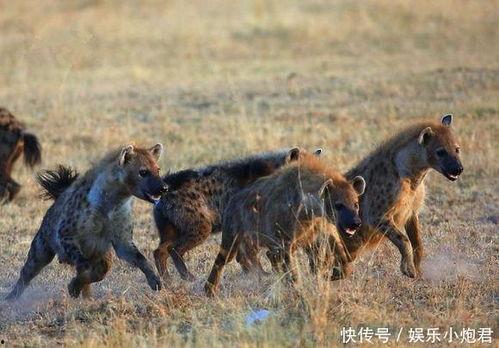 鬣狗吃瓜视频大全,鬣狗吃瓜视频大全趣味盘点