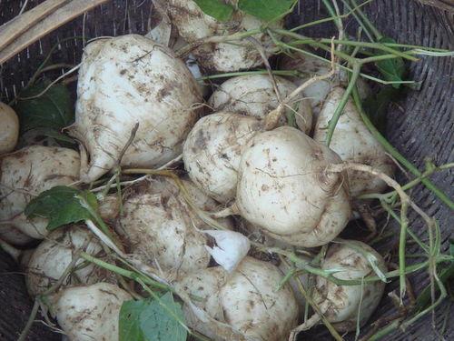 土瓜做吃的,家常美味新主张