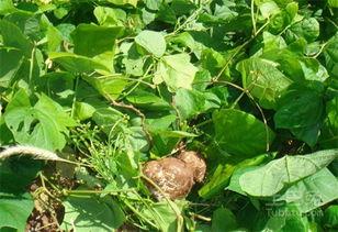 土瓜做吃的,家常美味新主张