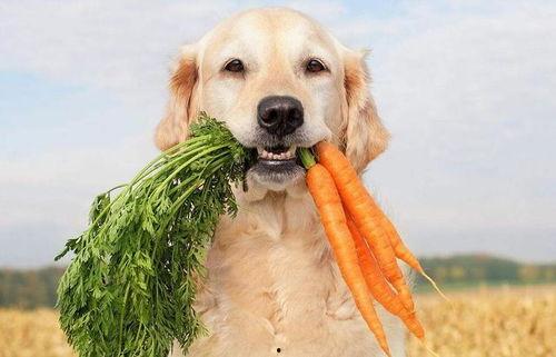 狗子爬树吃瓜视频,萌态可掬萌翻网友