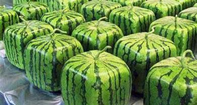 方形瓜可以吃吗