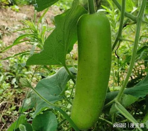 吃西红柿的瓜p图,吃西红柿的瓜，揭秘神奇植物之谜