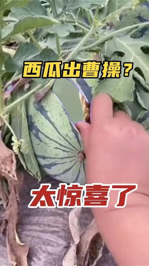 吃瓜重回,揭秘娱乐圈最新热点事件