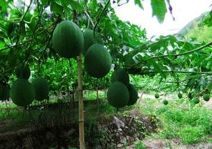 怎么吃吊瓜,解锁吊瓜美味新吃法