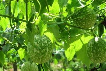 怎么吃吊瓜,解锁吊瓜美味新吃法