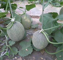 中国哈密瓜怎么吃,探索中国甜瓜的多样美味