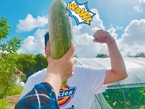 带你吃瓜放风筝,带你领略春日美食与放风筝的浪漫时光