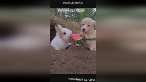 吃瓜的小兔子,小兔子吃瓜趣事多