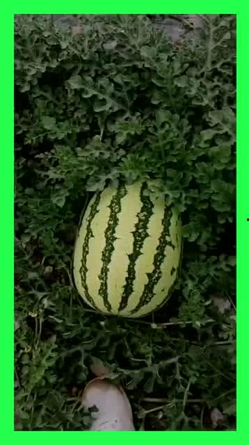 谁来陪我吃瓜,揭秘与我共享瓜趣的神秘伙伴