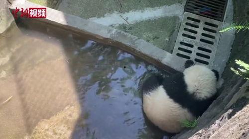 重庆吃瓜熊猫事件,网络热议背后的动物福利与人类情感纠葛