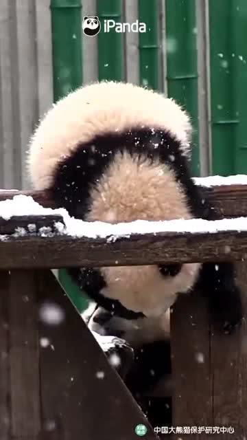 吃瓜小熊沈阳,吃瓜小熊的美食之旅