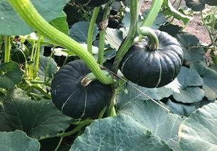 小冯吃瓜,揭秘娱乐圈那些不为人知的幕后故事