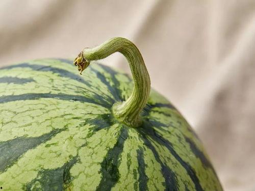 上海群吃瓜事件,网络热议背后的真相与反思